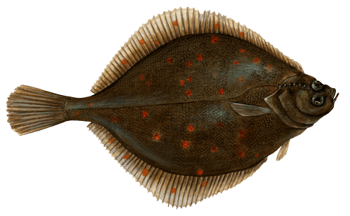 plaice picture